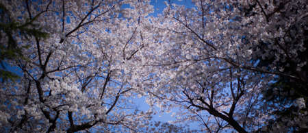 Sakura in Tokyo 