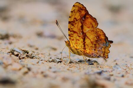 Cruiser, Butterfly in Thailandの写真素材