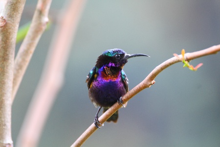 Copper-throated Sunbird, Birds of Thailandの写真素材