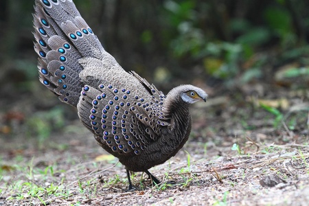 Grey Peacock-Pheasant, Birds of Thailandの写真素材