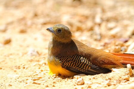 Orange-breasted Trogon, Birds of Thailand