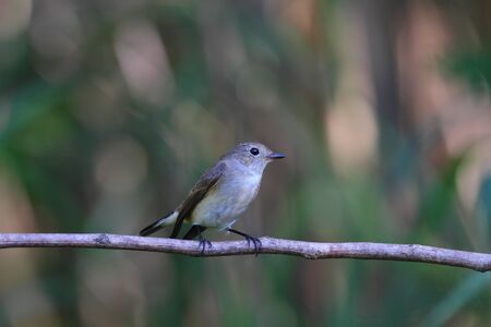Red-throated Flycatcher, Birds in Thailand