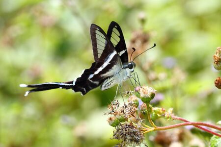 White Dragontail Butterfly, Butterflies in Thailandの写真素材