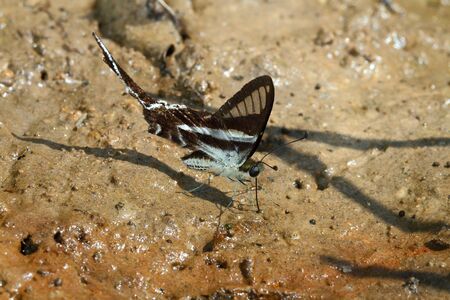 White Dragontail Butterfly, Butterflies in Thailandの写真素材