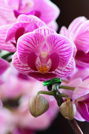 Orchids in Thailandの写真素材