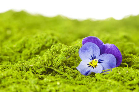 Pansy flowerの写真素材