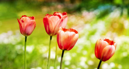 Tulips in the gardenの写真素材