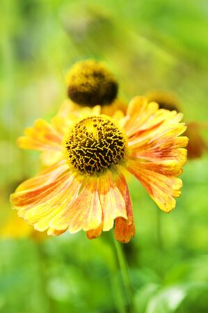 Autumn flowersの写真素材