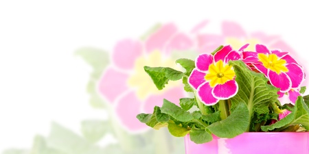Primrose in flower potの写真素材