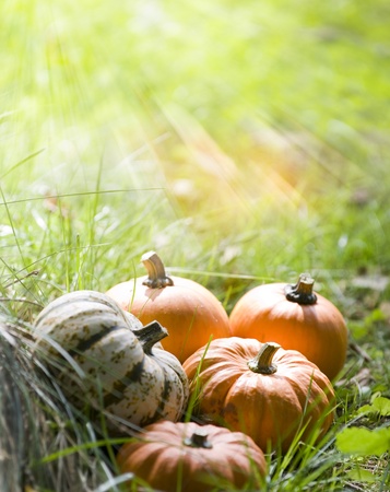 Pumpkins in the sunlightの写真素材