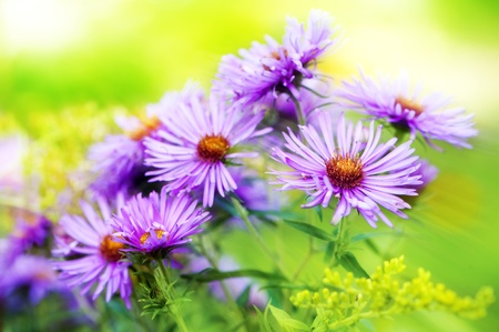 Autumn asterの写真素材
