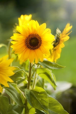 Sunflowerの写真素材