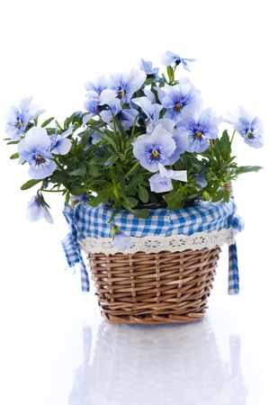 Pansy flowerの写真素材
