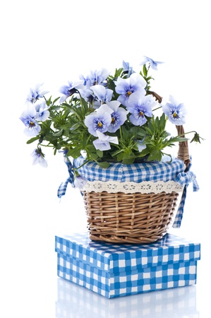 Pansy flower with gift boxの写真素材