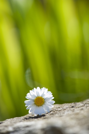 Daisy flowerの写真素材