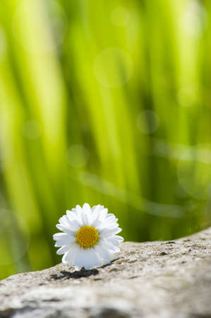 Daisy flowerの写真素材