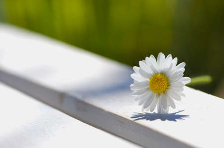 Daisy flowerの写真素材