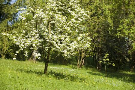 Appletree in springtimeの写真素材