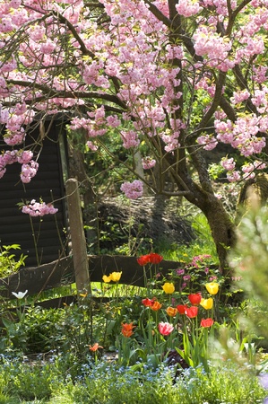Colorful flowers in spring timeの写真素材