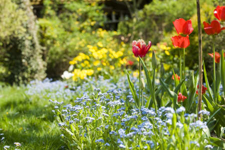 Colorful tulips in spring timeの写真素材