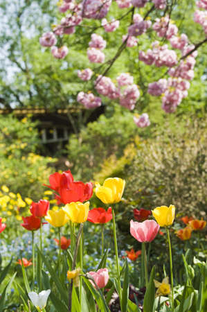 Colorful tulips in spring timeの写真素材