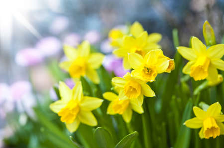 Spring flowersの写真素材