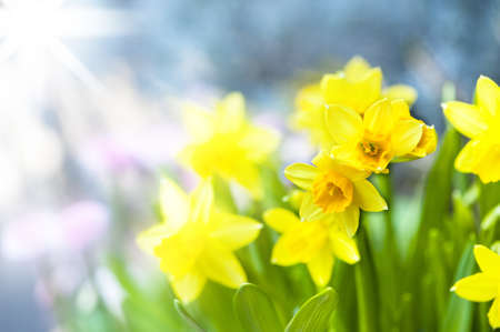 Spring flowersの写真素材