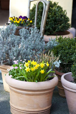 Spring flowersの写真素材