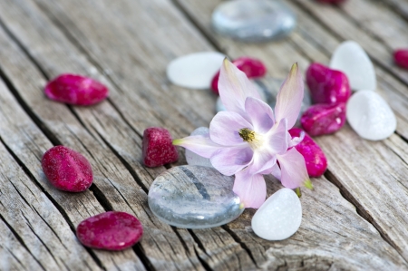 Aquilegia blossomの写真素材