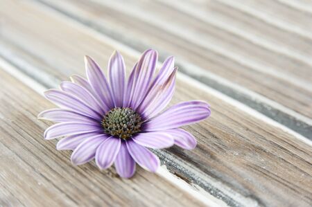 Pink blossomの写真素材