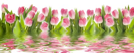 Tulipsの写真素材
