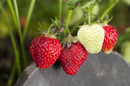 Strawberriesの写真素材