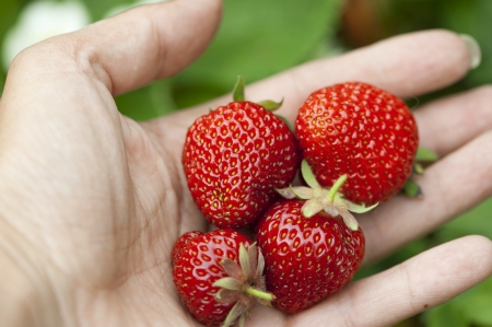 Strawberriesの写真素材