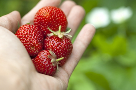 Strawberriesの写真素材