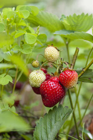 Strawberriesの写真素材