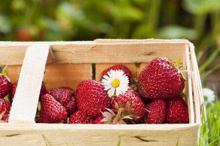 Strawberriesの写真素材