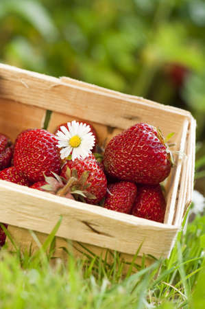 Strawberriesの写真素材