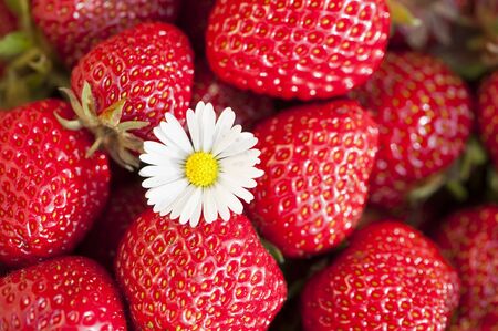 Strawberriesの写真素材