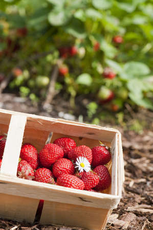 Strawberriesの写真素材