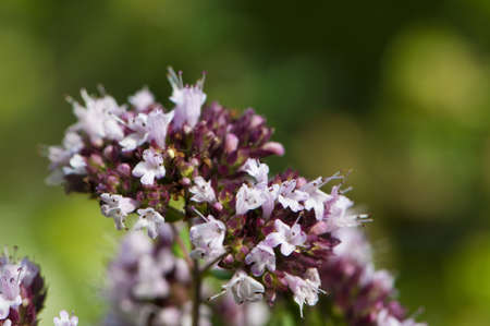 Oregano