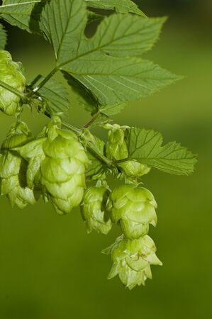 Hops
