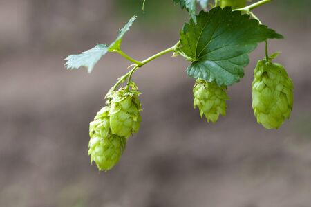 Hops