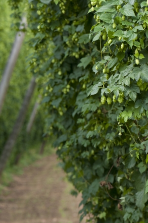 Hop fieldの写真素材