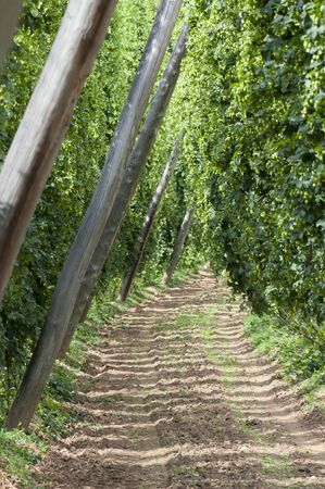 Hop field