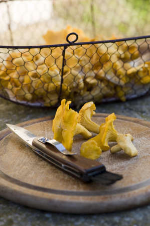 Chanterelles