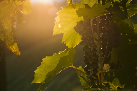 Vineyardの写真素材