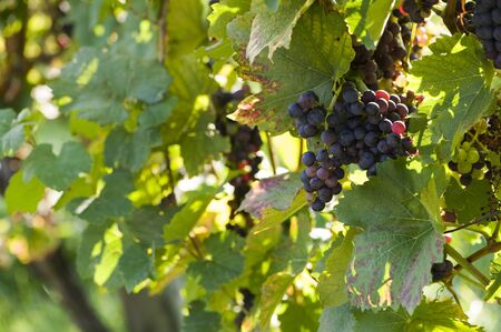 Grapevine