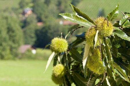 Noble chestnutの写真素材