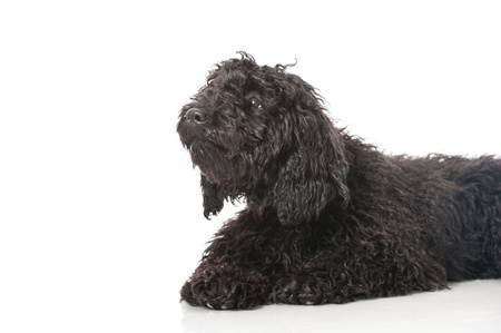 Black young poodleの写真素材