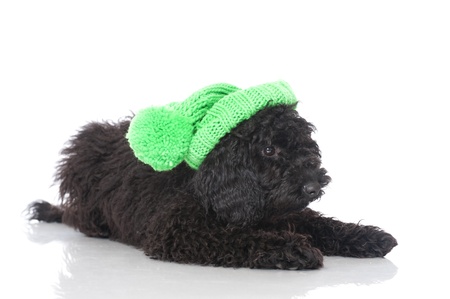 Black young poodle